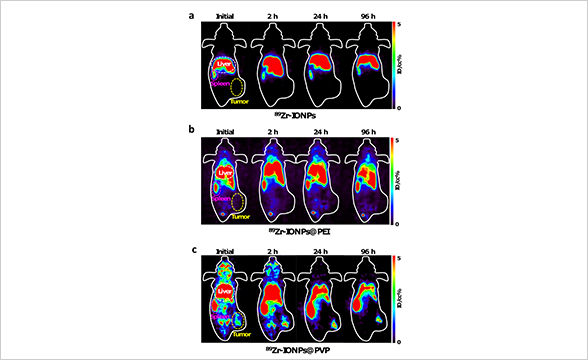 시간에 따른 지르코늄-89 철 나노입자 체내 분포 촬영 이미지 (위부터) 음전하 나노입자(a), 양전하 나노입자(b), 중성 나노입자(c)
