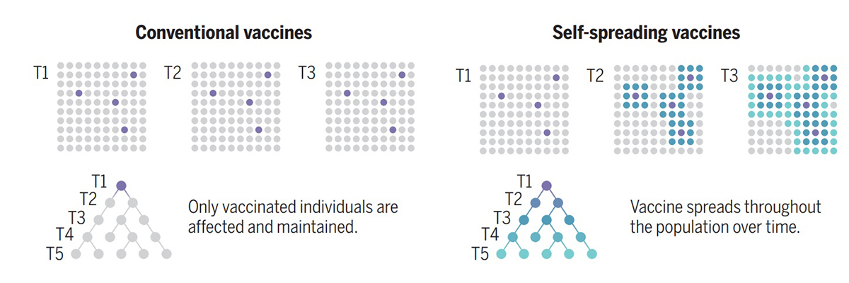 기존 백신(왼쪽)은 백신 접종자에게서만 효과가 나타나지만, 자가 확산 백신(오른쪽)은 일부만 백신을 맞아도 집단 전체로 효과가 확산이 되기 때문에 많은 연구자가 주목하고 있다. 그렇지만 자가 확산 백신은 확산 과정에서 변이를 일으킬 가능성이 크다.(독일 막스플랑크 진화생물학연구소 제공)