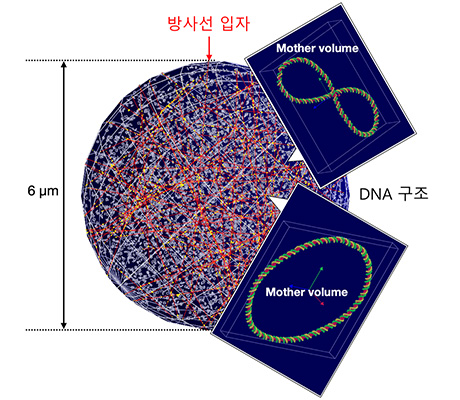 연구원이 개발한 시뮬레이션 모델을 이용해 방사선 입자가 DNA 구조에 충돌하는 모습