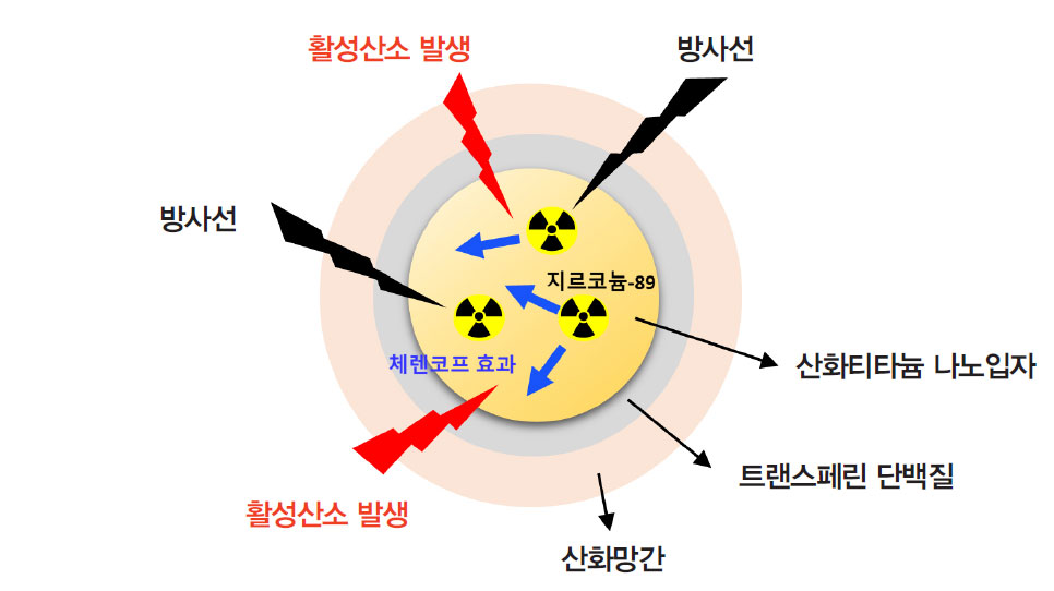 연구원에서 개발한 지르코늄-89가 도입된 티타늄-망간 나노물질은 암세포 근처에서 활성산소를 발생시켜 암세포를 사멸시킨다.