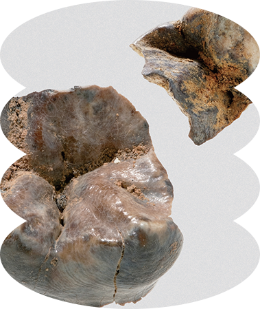 문화유산 속 과학읽기