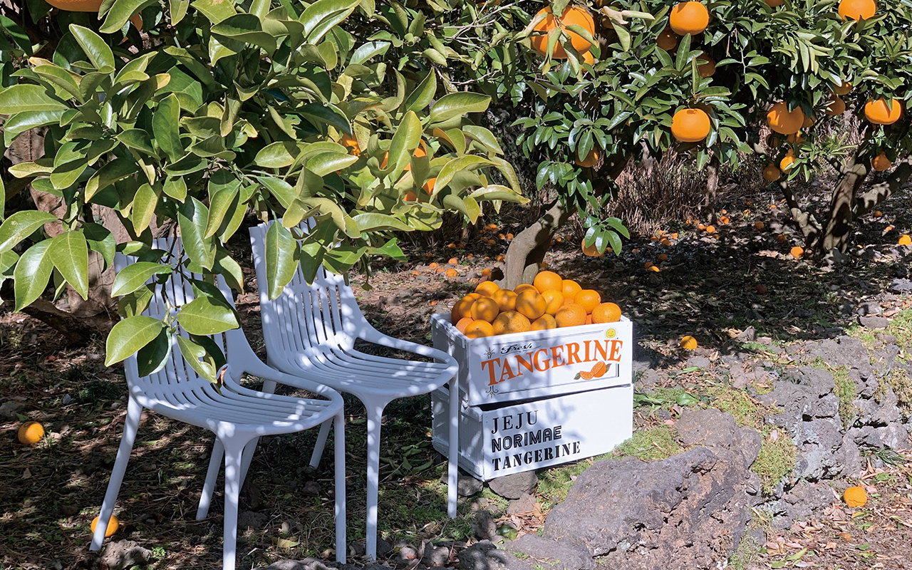 하귤나무가 가득한 포토존