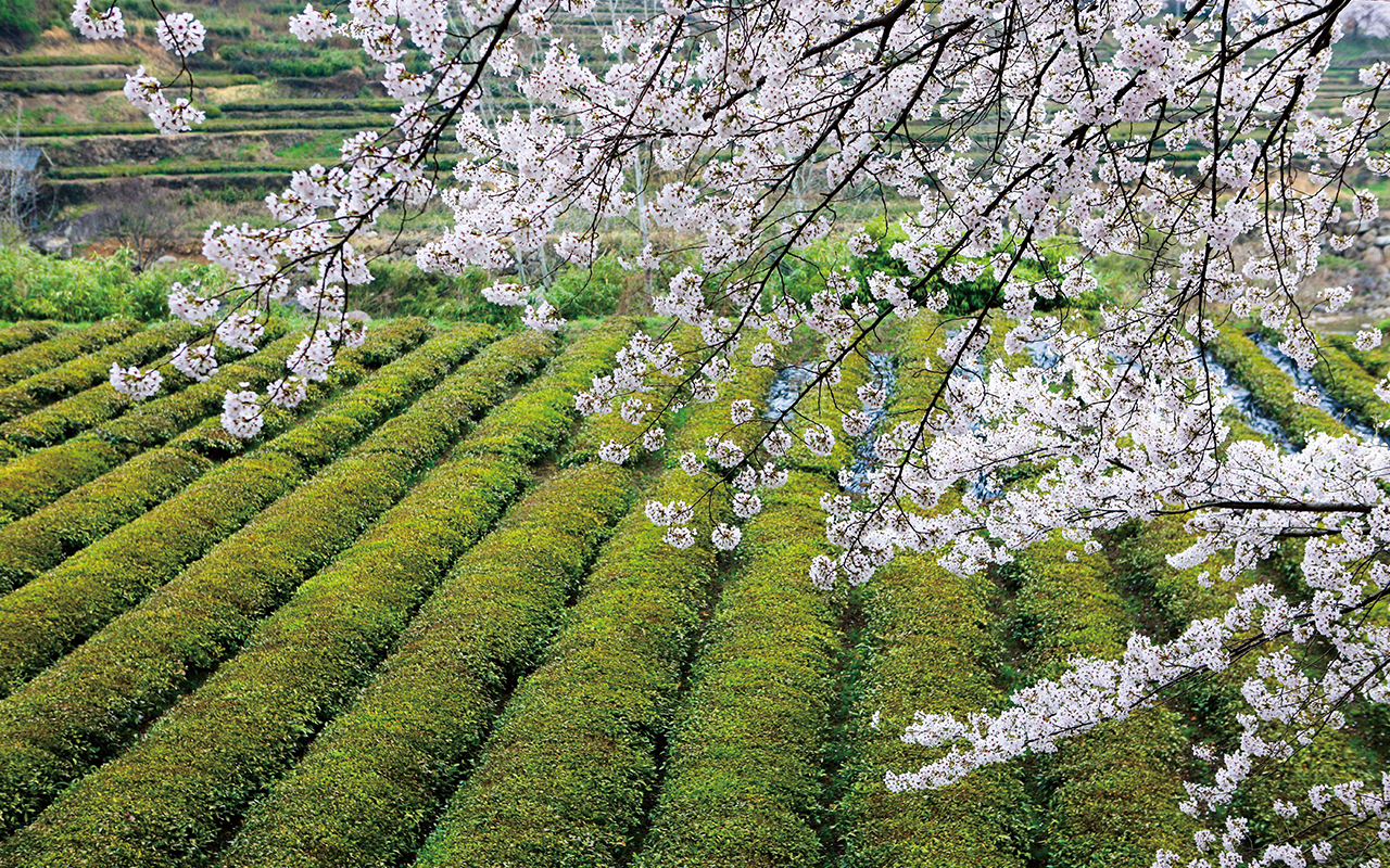 하귤나무가 가득한 포토존