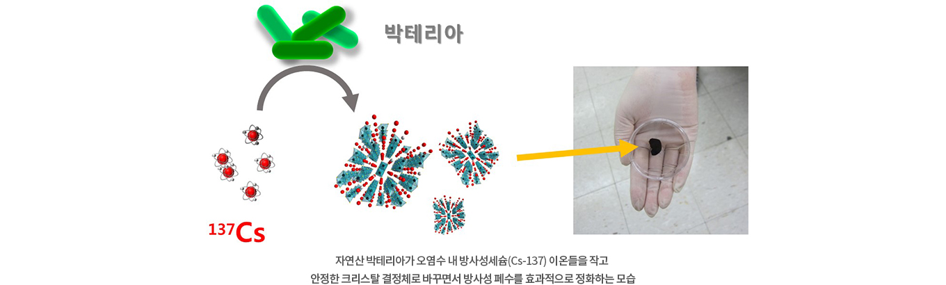 자연산 박테리아가 오염수 내 방사성세슘(Cs-137) 이온들을 작고 안정한 크리스탈 결정체로 바꾸면서 방사성 폐수를 효과적으로 정화하는 모습