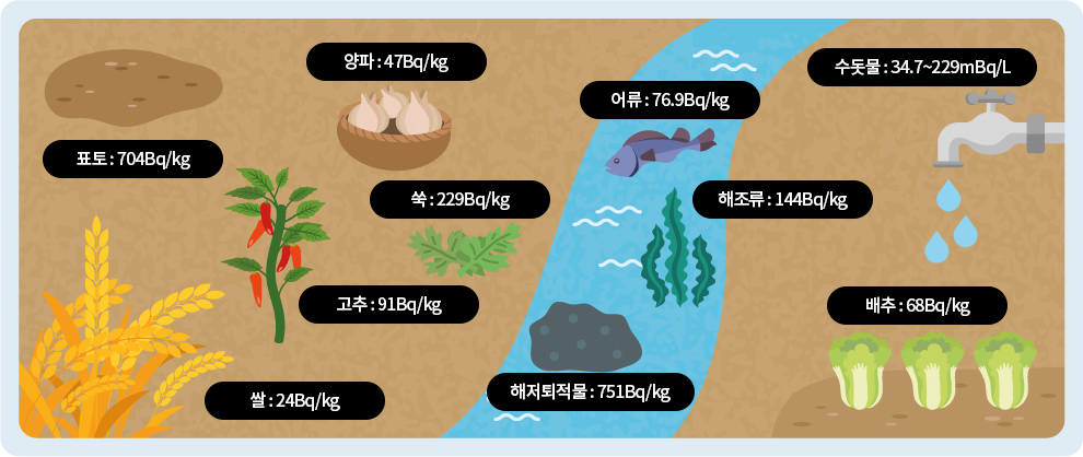 표토 : 704Bq/kg, 양파 : 47Bq/kg, 어류 : 76.9Bq/kg, 수돗물 : 34.7~229Bq/kg, 쑥 : 229Bq/kg, 해조류 : 144Bq/kg, 고추 : 91Bq/kg, 배추 : 68Bq/kg, 쌀 : 24Bq/kg, 해저퇴적물 : 75Bq/kg